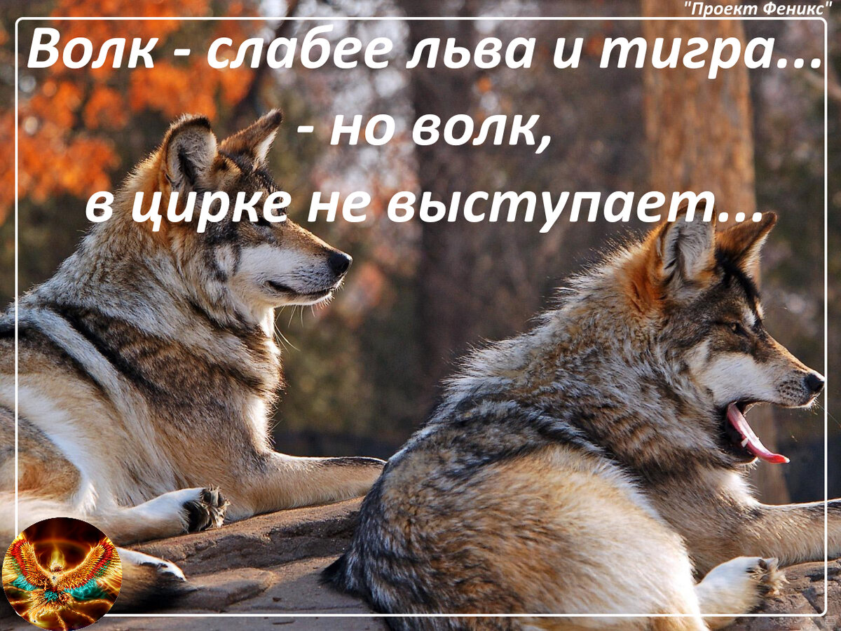 пословица из сказки иван-царевич. цитаты ивана царевича. цитаты ивана царевича. елена прекрасная из сказки иван царевич и серый волк. иван царевич и серый волк 5 василиса.