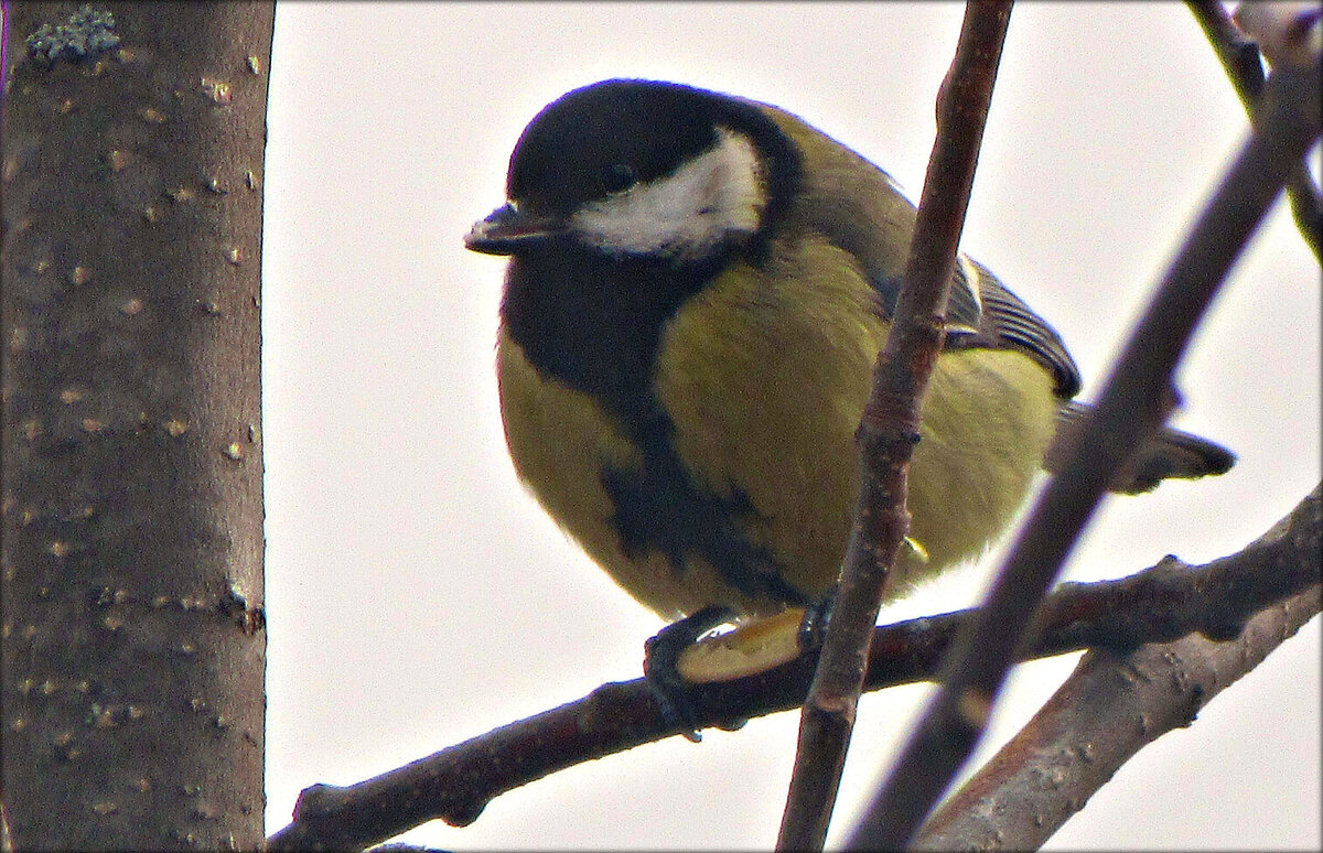 Эта держит в лапках расклёванное семечко тыквы))