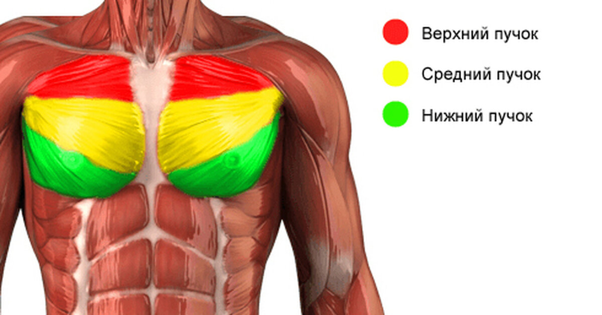 Грудные мышцы