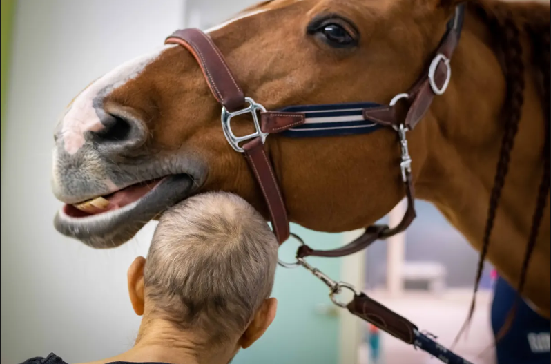 Характеристики рак лошадь. Лошадь доктор. Пейо конь. Who лошадь. Проект доктор лошадь.