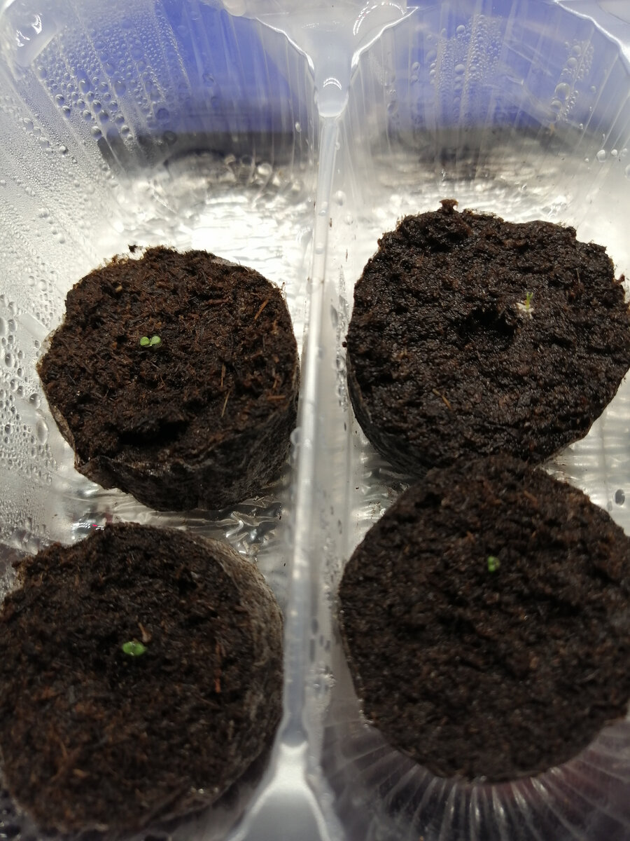 Малепуськи-красотки