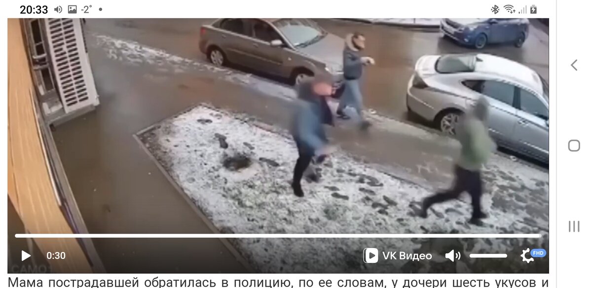 Хозяева бойцовских собак. Бойцовские собаки напали. Американский стаффордширский терьер с человеком. Бойцовские собаки питбуль. Ам стаффордширский терьер.