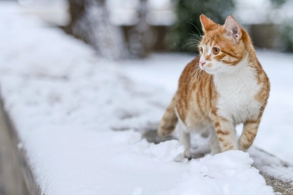 Фото: Мурад Оруджев / Sputnik