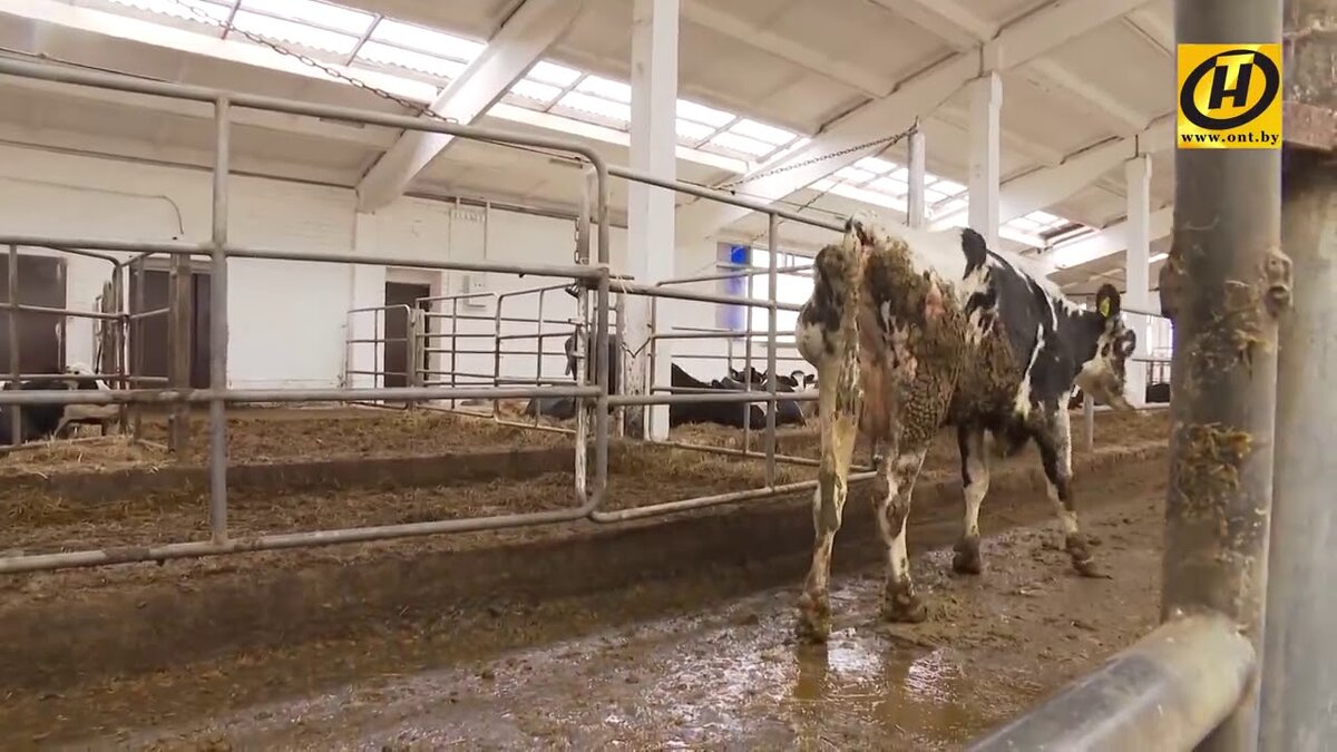 сельские животноводы. животноводство. сельское хозяйство доярка. животноводство. фермерское хозяйство.