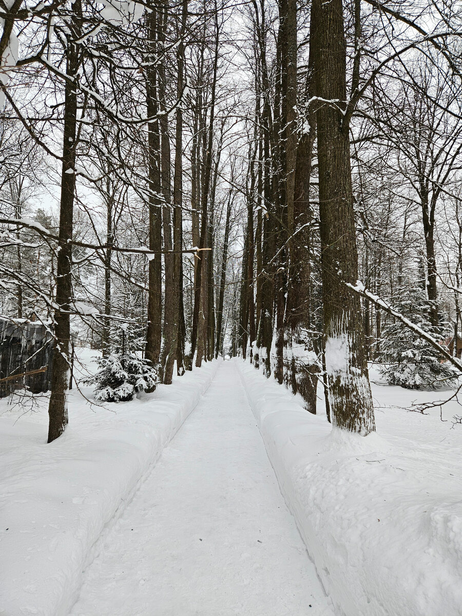 Усадебная липовая аллея