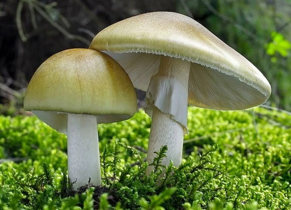 мухомор ядовитый гриб 2 класс. имя мухомору. имя мухомору. красный мухомор и бледная поганка. шляпочные грибы ядовитые грибы.