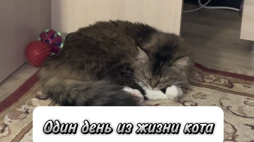 Один день из жизни котика