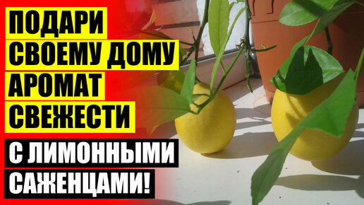 Лимонарий. Мед с лимоном саратовский лимонарий. Цитрус лимон мейера в горшке. Лимон на гидропонике. Цитрус лимон дерево.