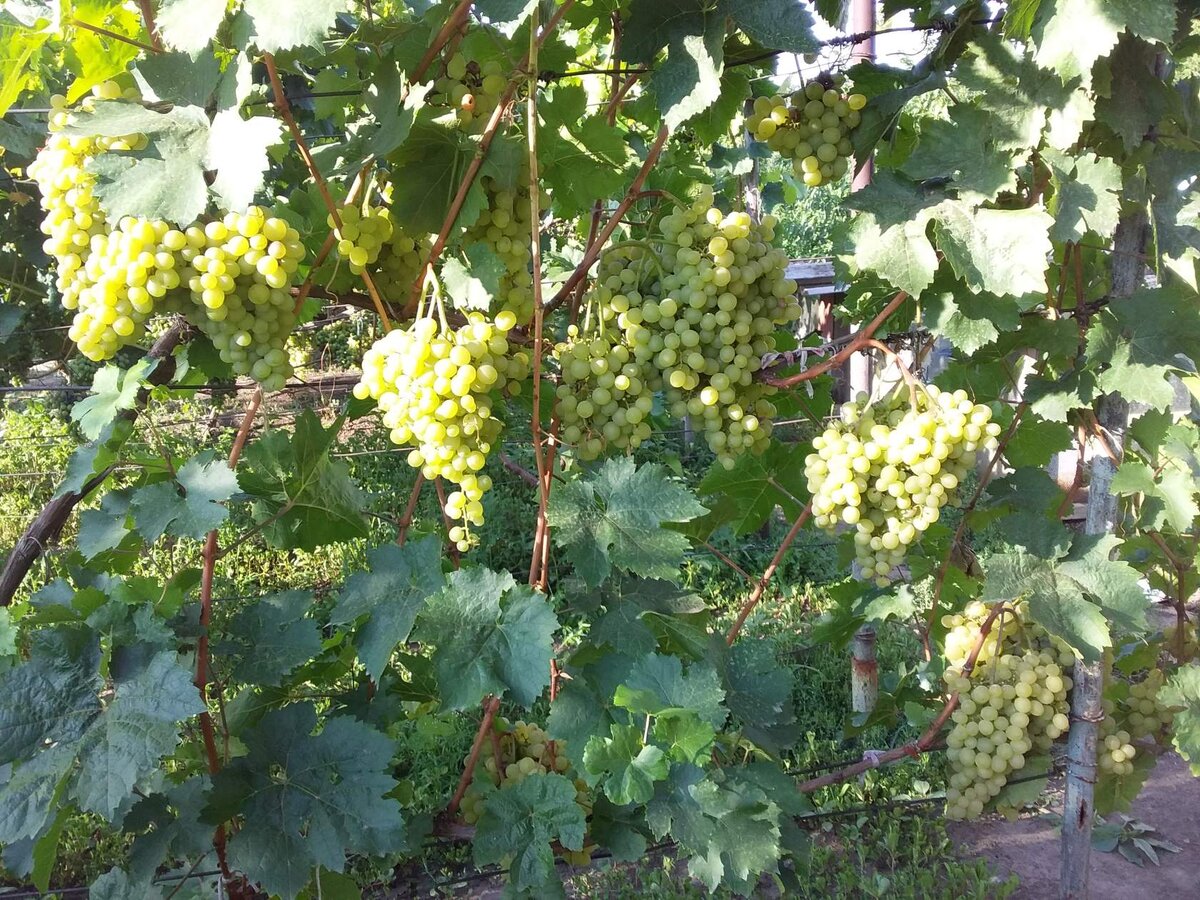 Алешенькин сам хорошо опыляется и другим помогает.Фото автора.