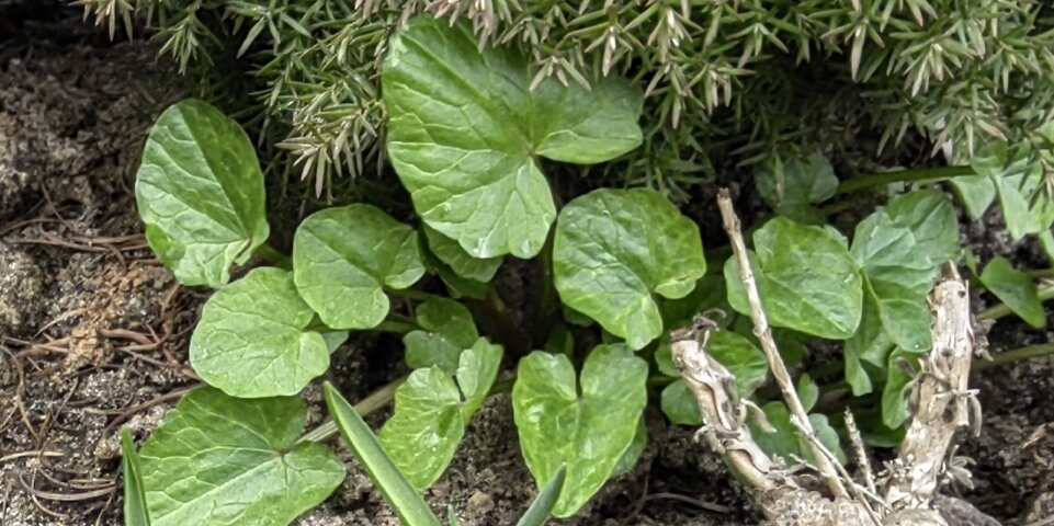 Чистяк, жабник. И правда похож на жабу. Фото автора