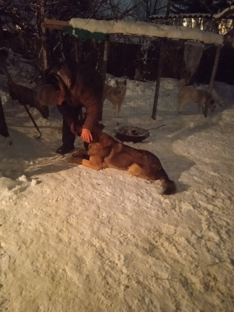 на рисунке представлено генеалогическое дерево ивана. дерево потомков информатика 3 класс. семейное древо информатика. генеалогическое дерево как звали сына брата деда брата отца вани. моу дедушку зовут.