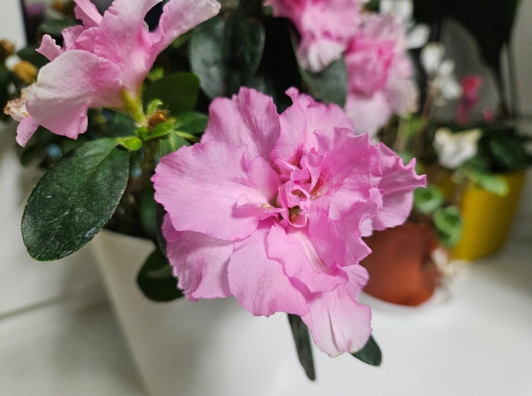 Вот такая красавица у меня расцвела дома