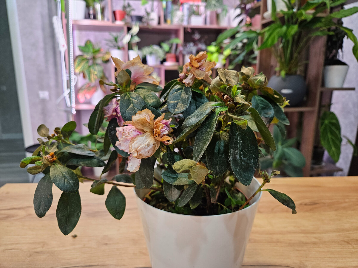 Неосторожное открытие окна - и результат налицо: больше половины листьев обморожены