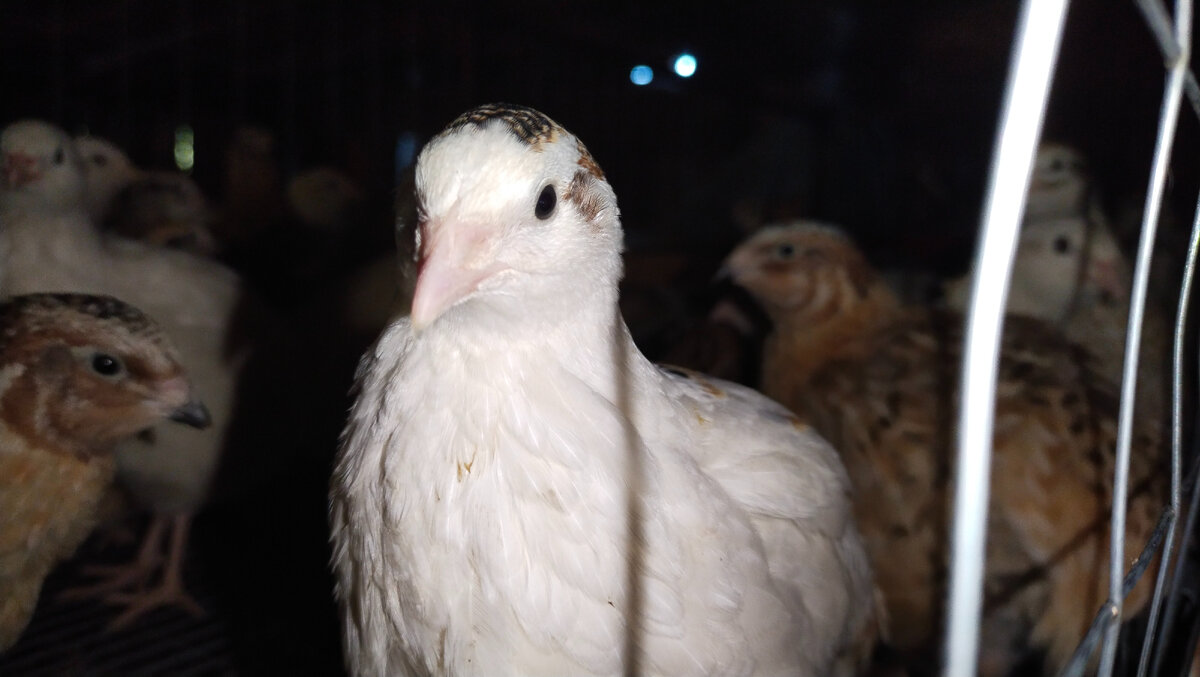 Недостаток терпения. Витамины мем. Страдать недостатками. Актуальность детство. Женщина плачет.