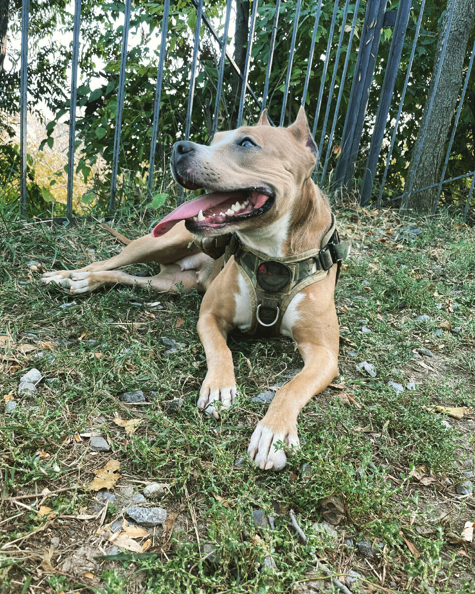 животные лучше людей. бездомные собаки. гампр армянский волкодав. собака и человек дружба. животные лучше людей.