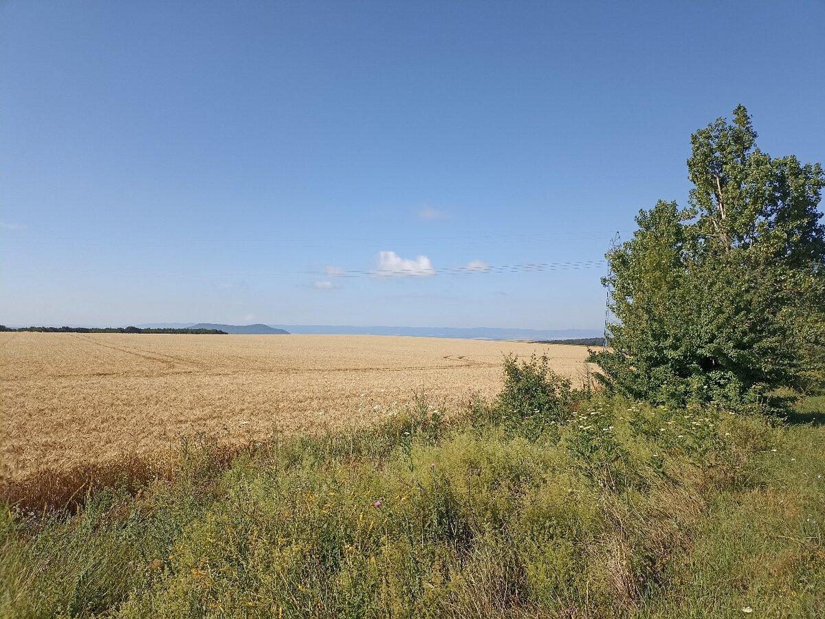 Поля Добруджи. Фото из личного архива