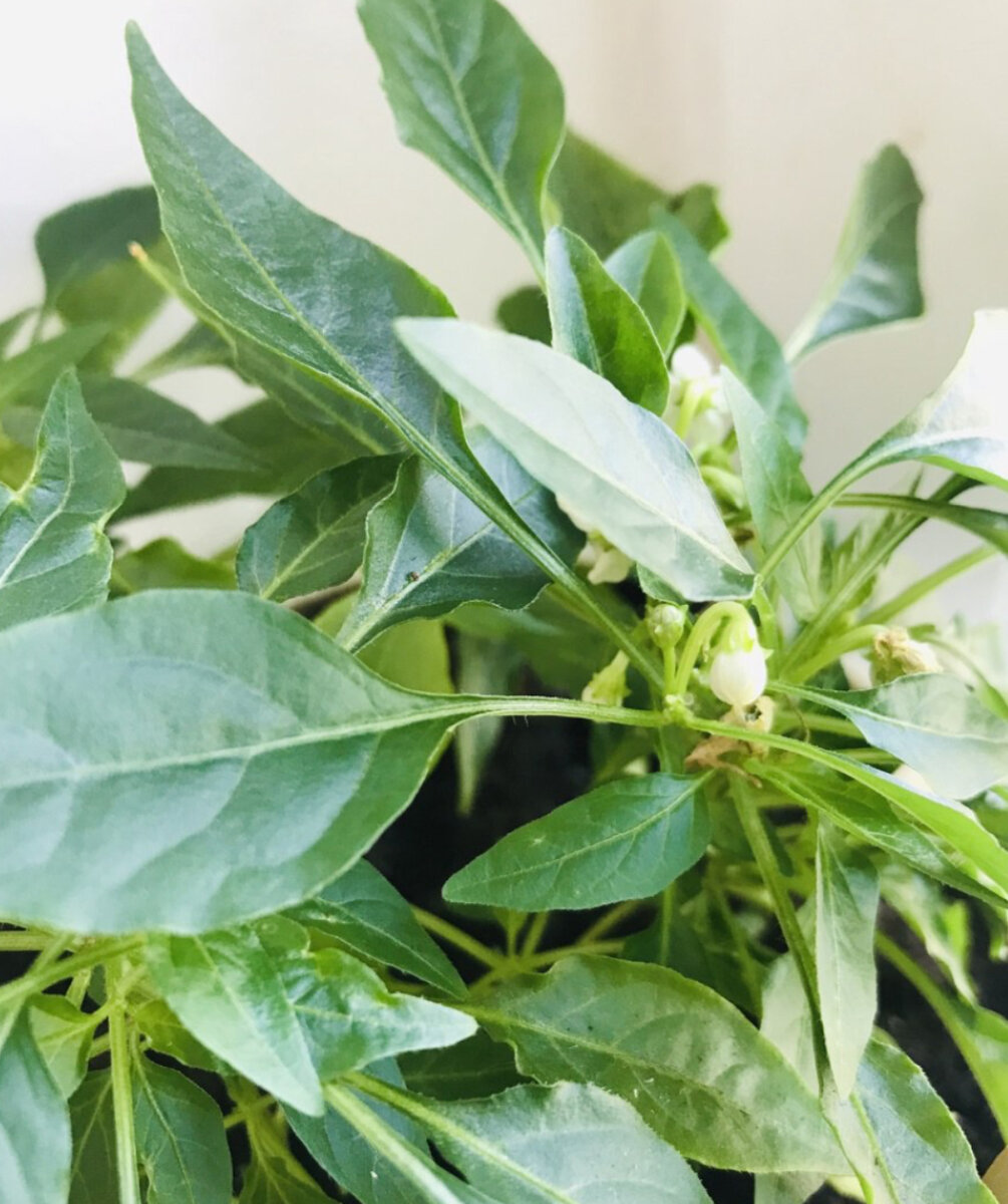 Декоративный перец капсикум. Земля для домашнего перца. Земля для домашнего перца. Удобрение "томаты и перцы" 1кг фаско. Грунт д/томатов и перцев 5л "сам себе агроном".