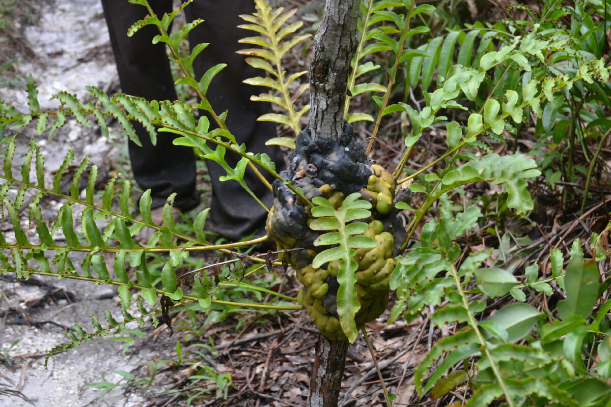 Lecanopteris celebica, источник: https://stringeplants.com/lecanopteris-celebica/