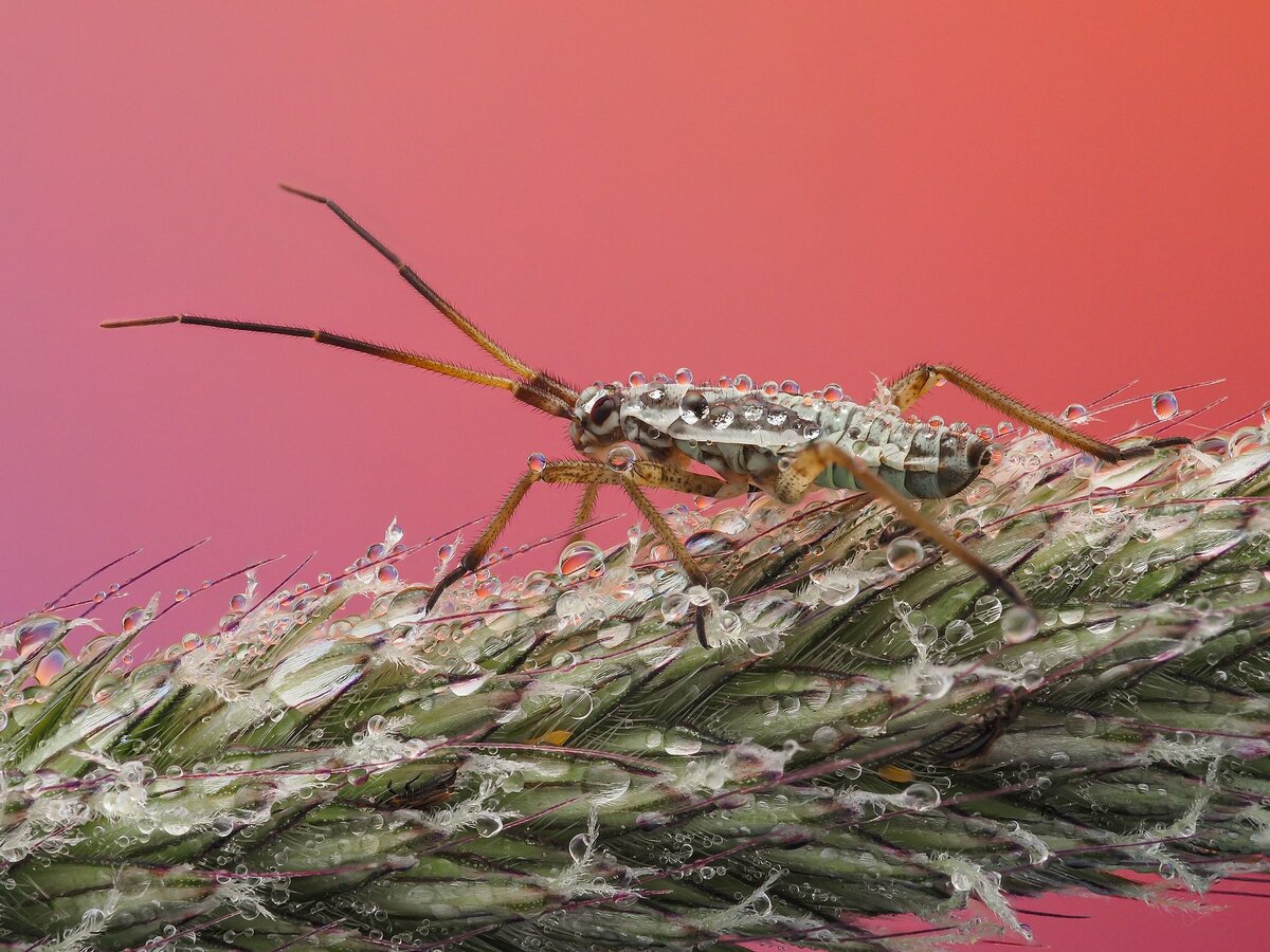 Слепняк злаковый снятый в технике стекинга