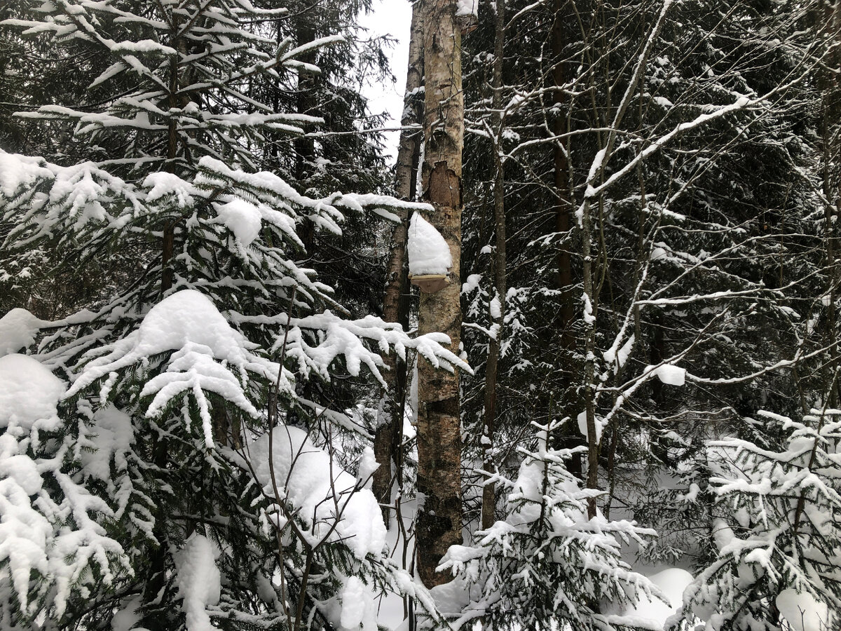 Лесу 5. Gta 5 лес. Гта 4 в лес. Ue5 forest. Лесу 5.