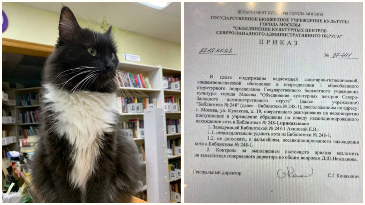 Кота маркиза уволили из библиотеки