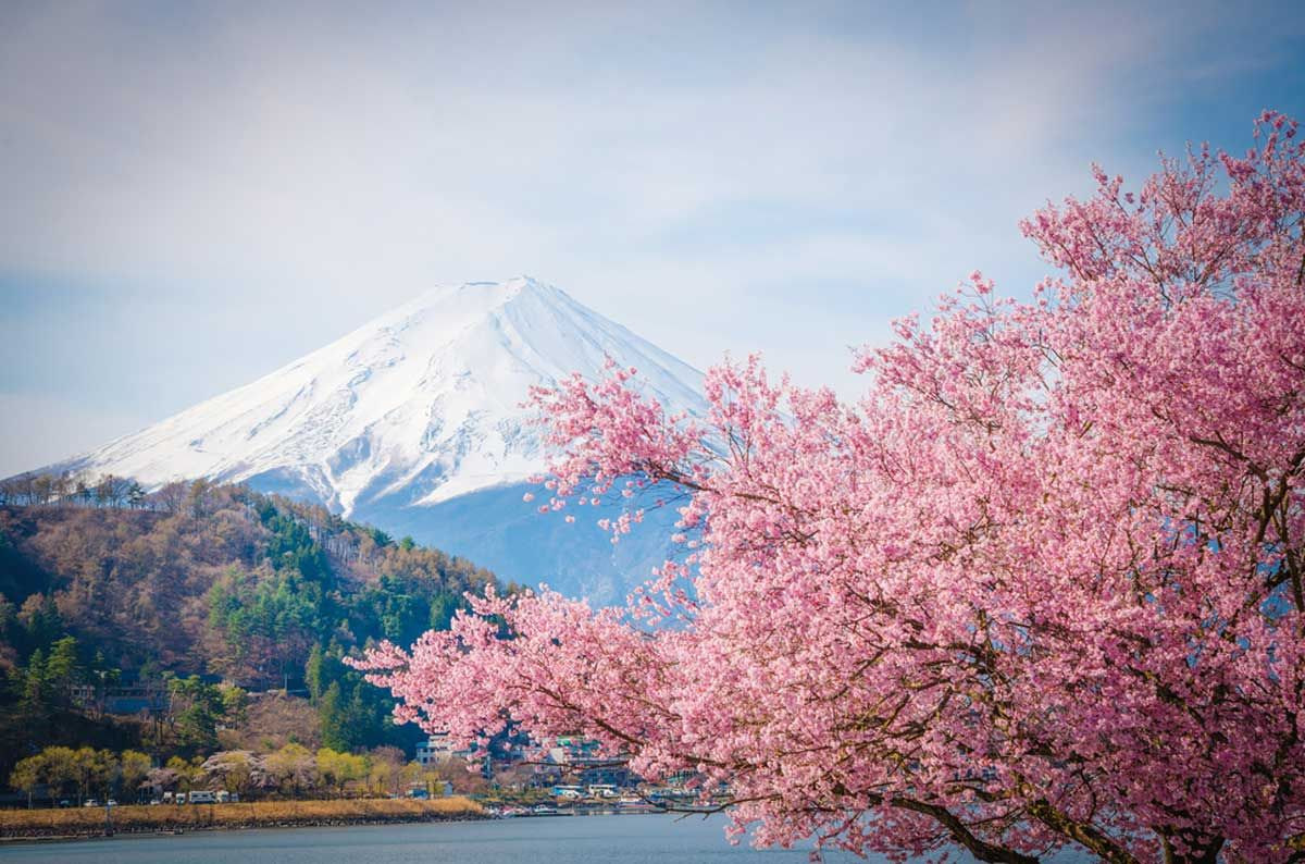 Japanese cherry blossom. Япония Сакура и Фудзияма. Токио Фудзияма Сакура. Гора Фудзияма и Сакура. Япония гора Фудзияма и Сакура.