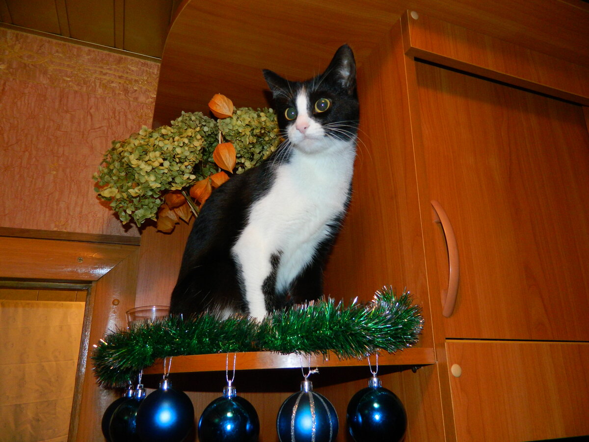 Лизавета, смотрящая в неведомое