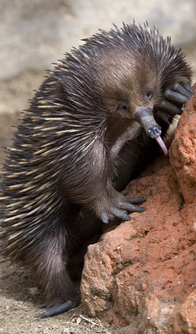 Ехидна картинки. Иглистая ехидна. Австралийская ехидна (Tachyglossus aculeatus). Ехидна яйцекладущие млекопитающие. Ехидна и проехидна.