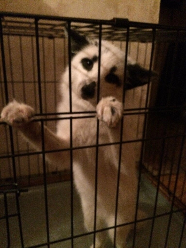 запертый в клетке во имя спасения кошачьей жизни Лютик (на тот момент Снежинка)