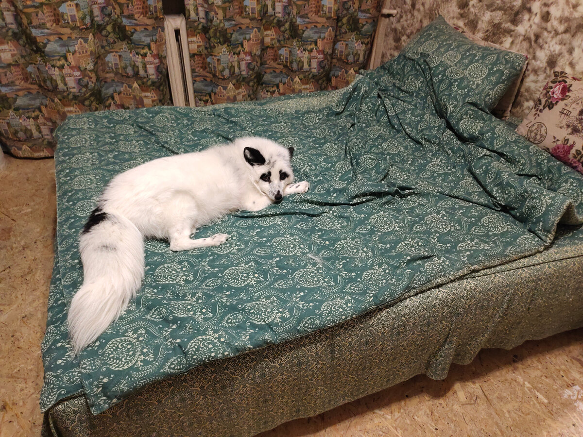 нищасная обездоленая лисичка ютится на коврике возле двери 