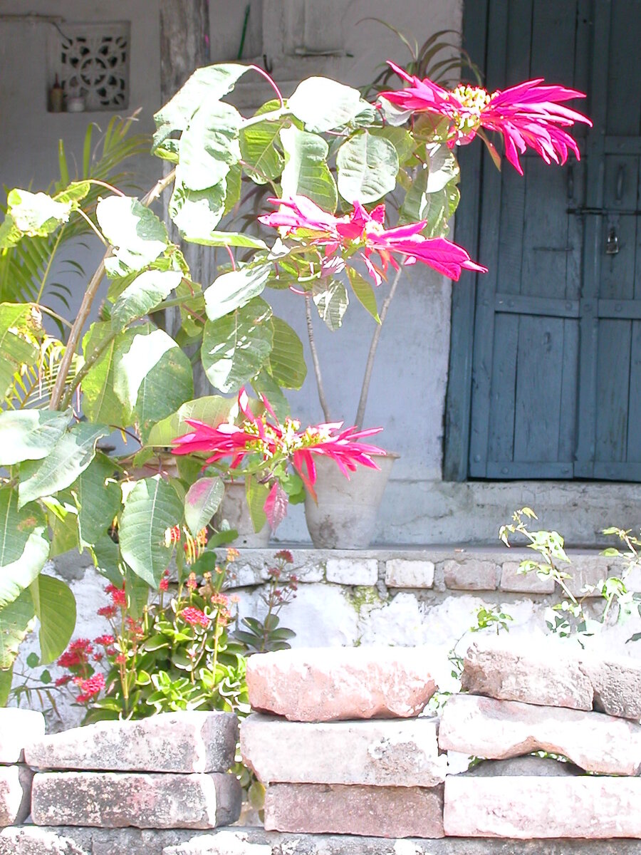 Индия. Ришикеш