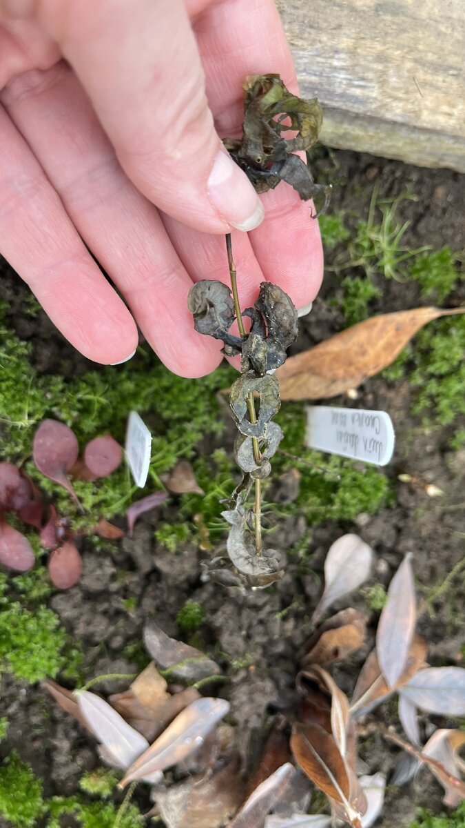 Это мой саженец ивы Криспа на укоренении в теплице 