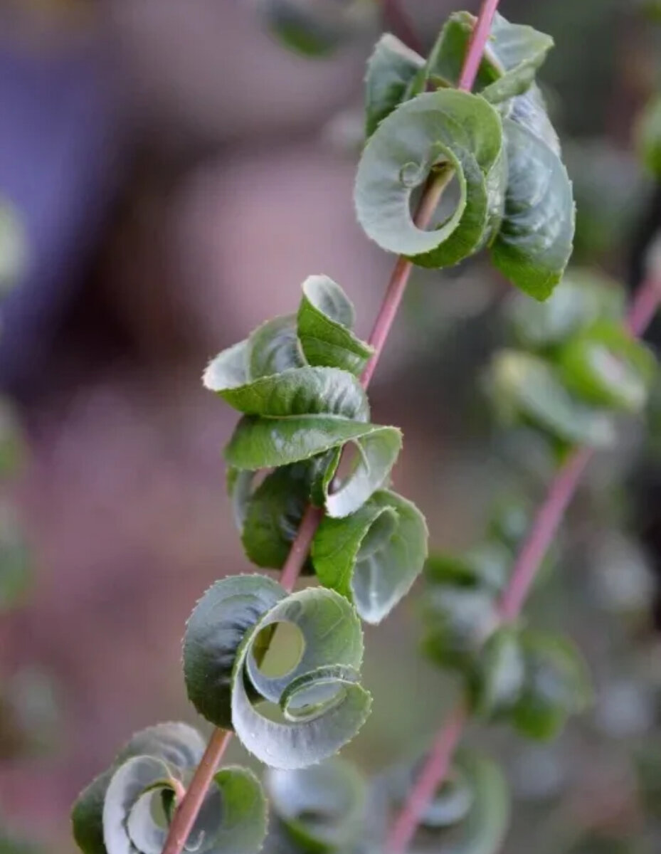 У меня будет такая, листики дольками 😆