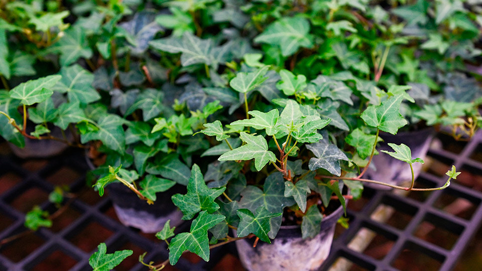 Плющ комнатный. Фото: shutterstock.com