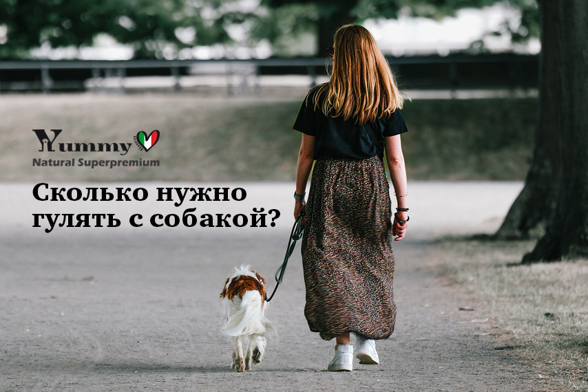 Прогулки с собакой