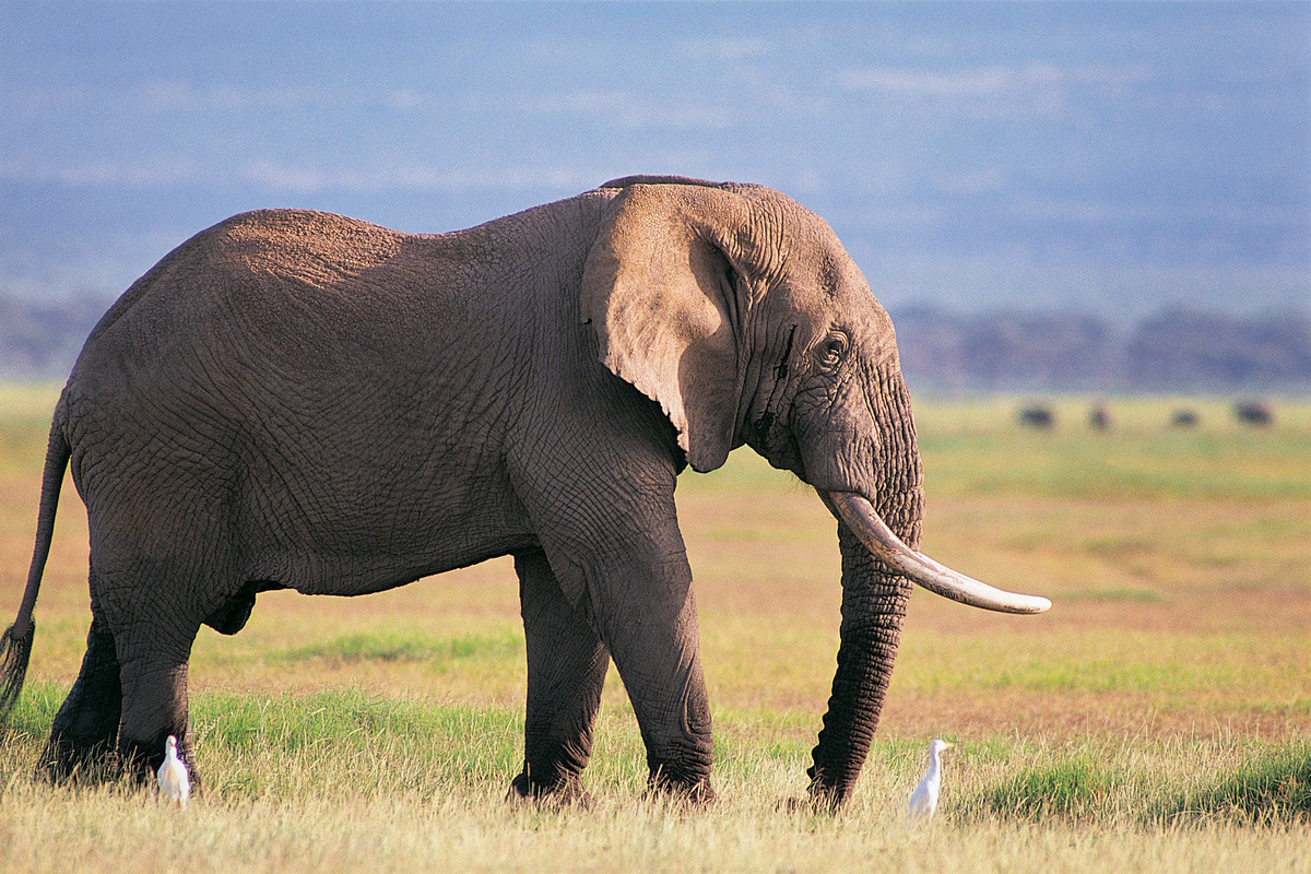 Слон. Африканский слон. Н Л О. Красивый слон.