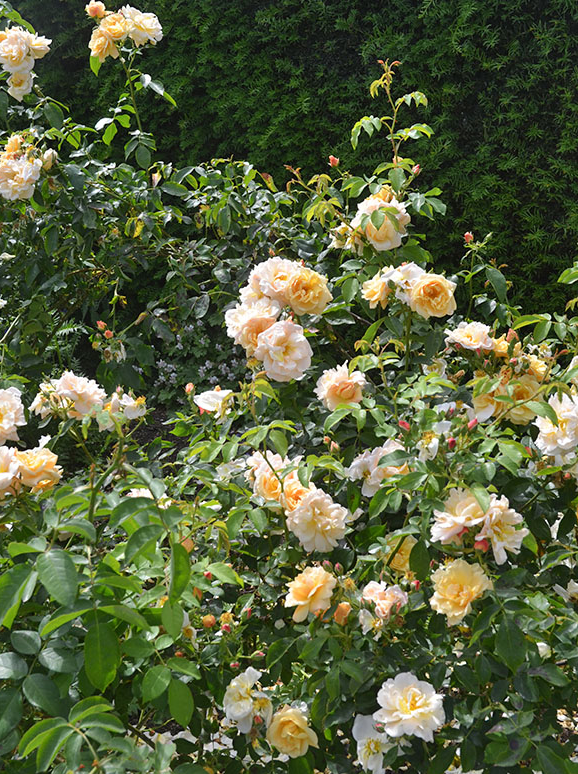 Фото Michael Pascoe