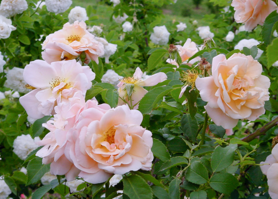 Фото Museo Giardino della Rosa Antica 