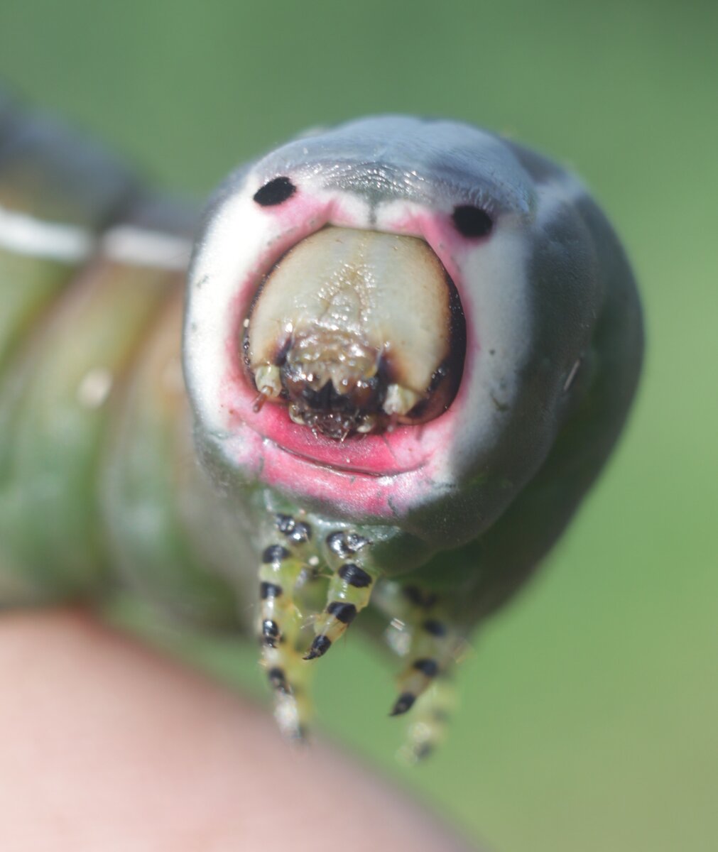 Портрет гусеницы вилохвоста. 3 июля 2011. Опочецкий район Есенники. Фото Эри