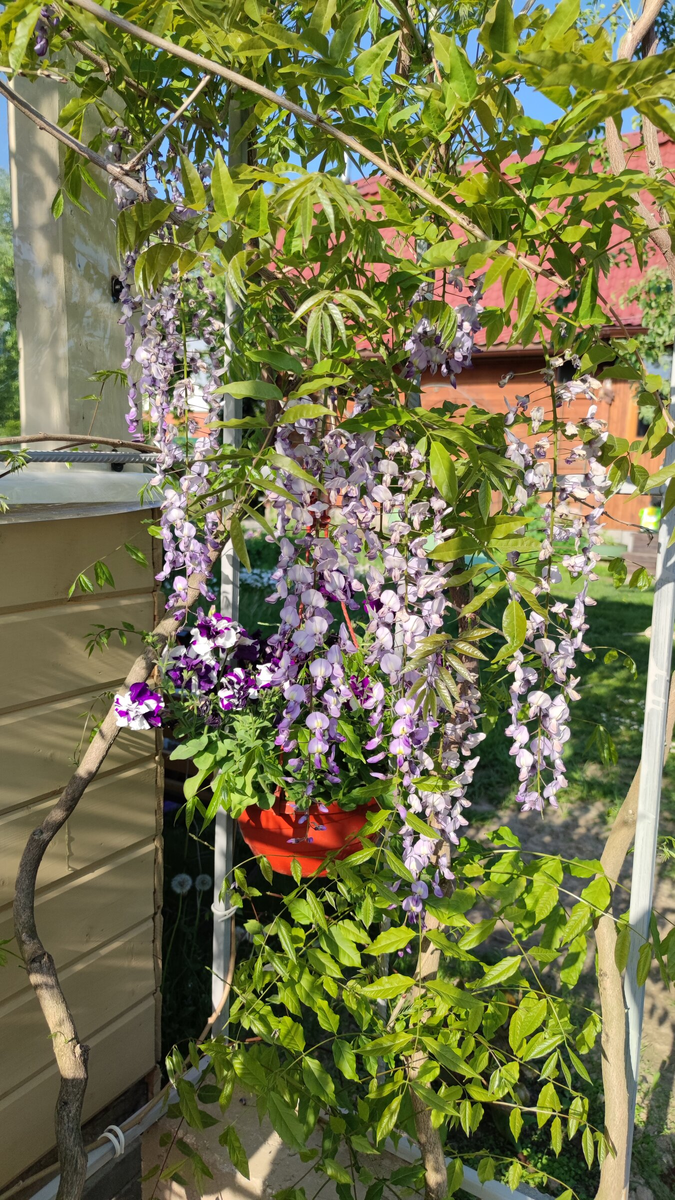 Фото читателя Сад с Глицинией нашего канала, опубликованного в наших комментариях. https://goo.su/y3Lv28