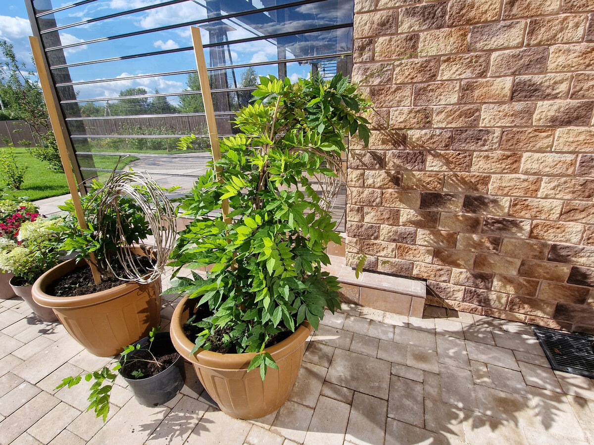 Фото из архива Фиолетового сна