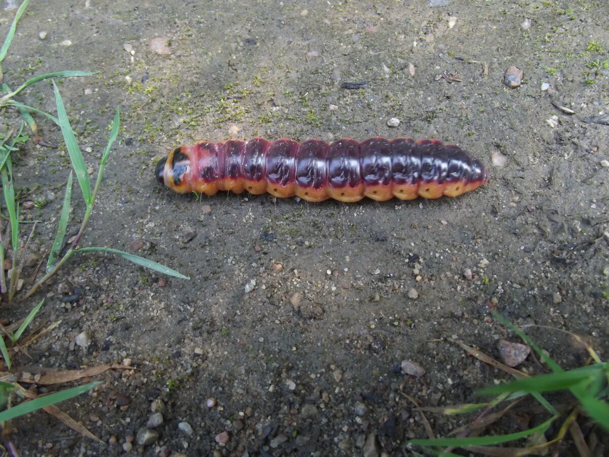 Гусеница древоточца 31 июля 2016 года