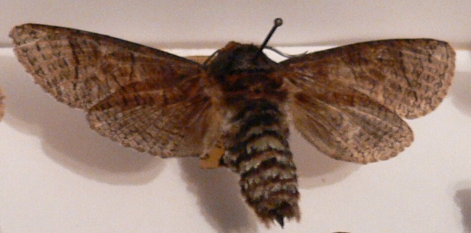 Самец до 70 мм в размахе крыльев