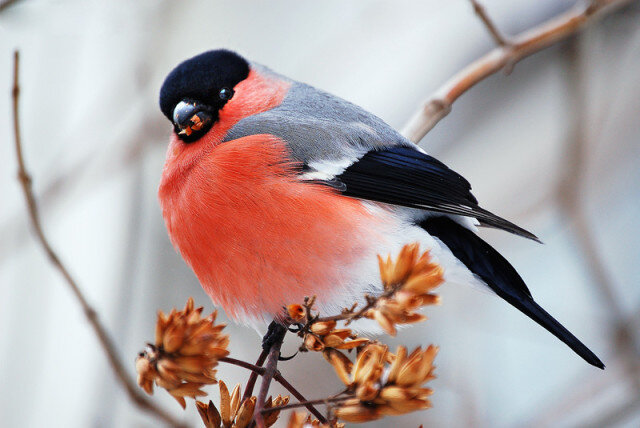 Источник фото: j-zahar.livejournal.com/191403.html. Снегири любят Курск! Русские попугаи!