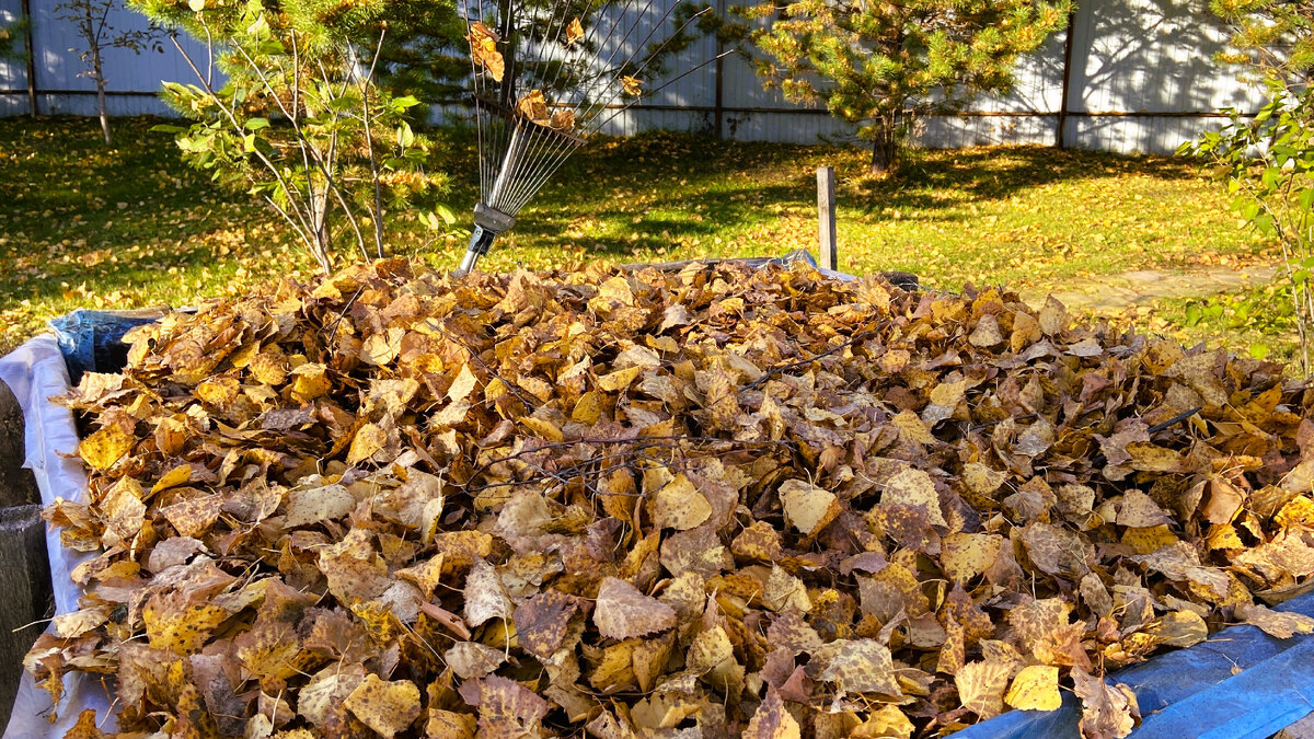 В компост - листья! 