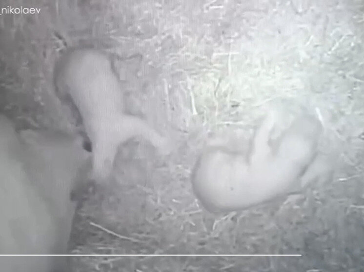 Белая гвардия корниловцы арт. Туркул антон васильевич сс. Пепеляев белое движение. Владимир оскарович каппель безруков. Белая гвардия корниловцы.