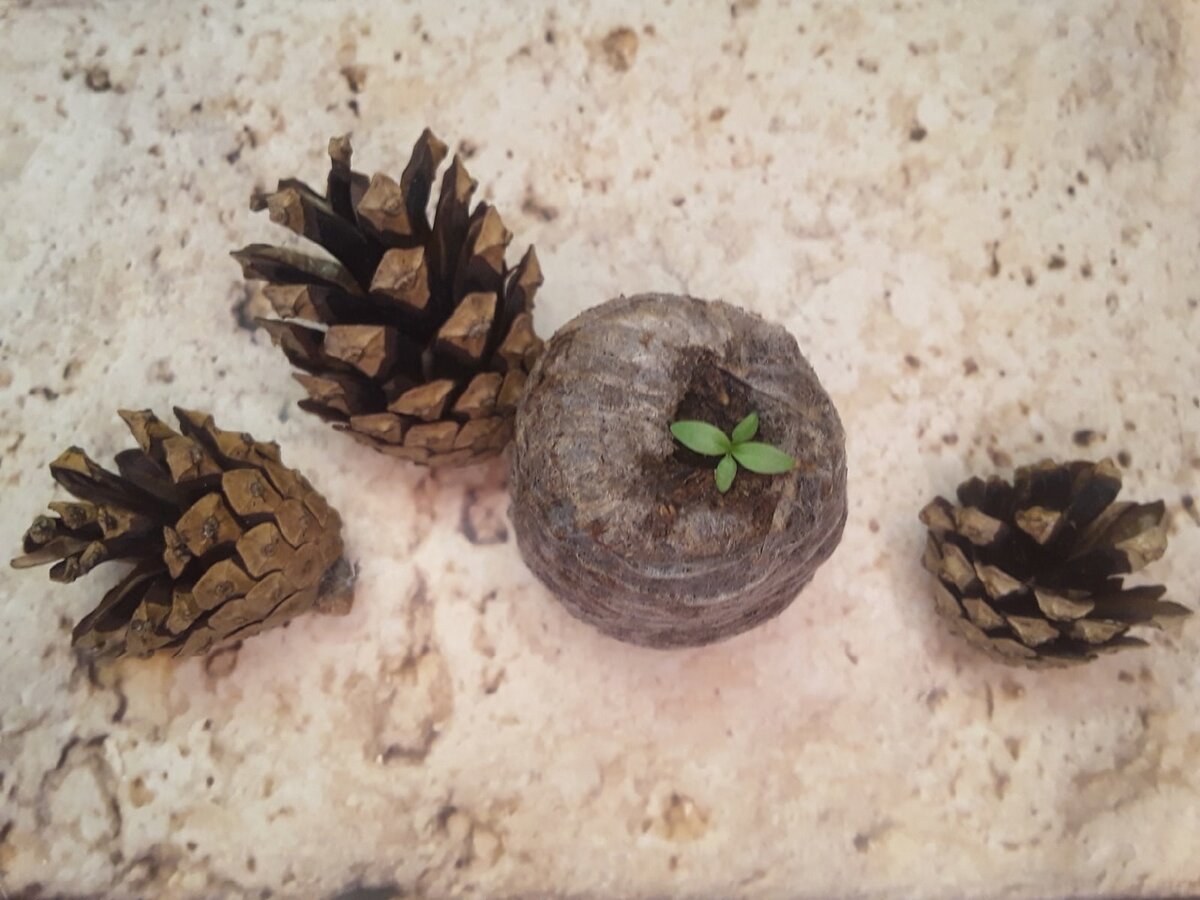 Круглосуточное освещение: сколько энергии "мотает" фитолампа ...