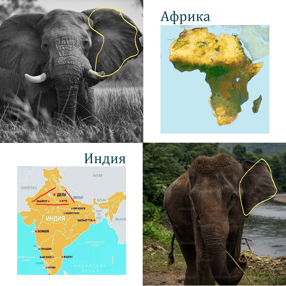 интересная информация про уши. сообщение ухо орган слуха. почему у человека два глаза. как мы слышим звук. почему у человека один язык но 2уха и два глаза.