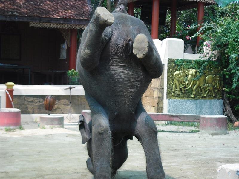 Стоящий слоник. Слон на двух ногах. Слоны стоят на голове. Слон умеет стоять на голове. Слоненок стоящий на двух ногах.