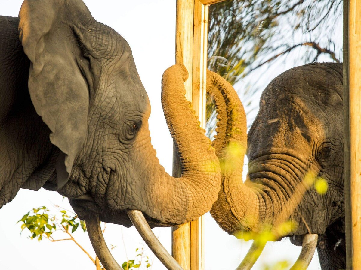 Слоны и зеркало. Мудрый слон. Зеркало слон. Умные слоны.